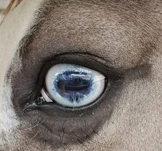 a horse's eye is shown in this close up photo, with only the iris visible