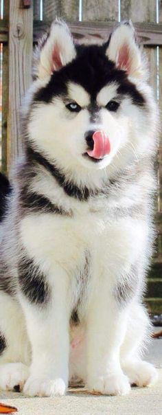 a black and white husky dog with its tongue out sitting on the ground next to a fence