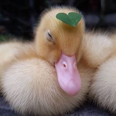 a duckling with a green leaf on its head is laying down and looking at the camera