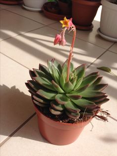 a small potted plant with flowers on the floor