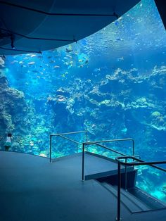 an aquarium filled with lots of different kinds of fish