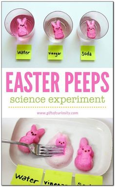 the science experiment is made with peeps and water