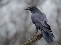 a black bird sitting on top of a tree branch