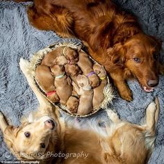 two brown dogs laying next to each other on a blue blanket with their puppies