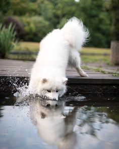 a white dog is playing in the water