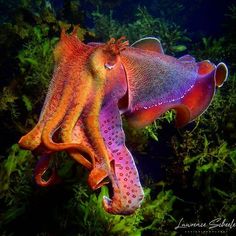 an orange and purple squid is swimming in the ocean water with green plants around it