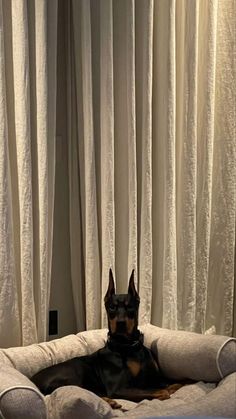 a black and brown dog laying on top of a bed in front of a window