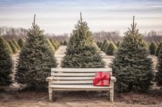 a wooden bench sitting in front of a row of christmas trees with a red bow on it