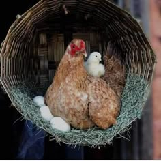 two chickens sitting in a nest with eggs