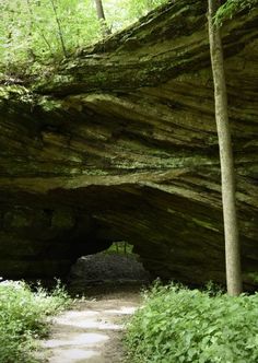 a large rock formation in the middle of a forest