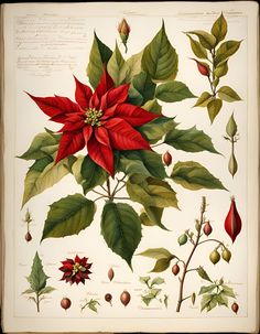 an illustration of poinsettia and other flowers