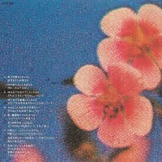 two pink flowers floating on top of a body of water with japanese writing in the background