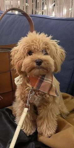 a brown dog sitting on top of a blue couch next to a handbag and purse