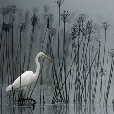 a white bird is standing in the water near tall grass and reeds on a foggy day