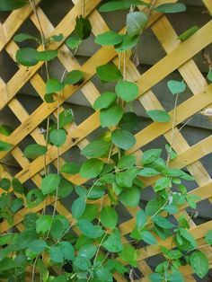 green leaves growing on the side of a wooden trellis with wood slats in the background