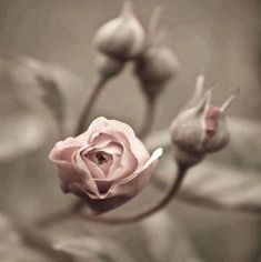 a pink rose is blooming on a branch