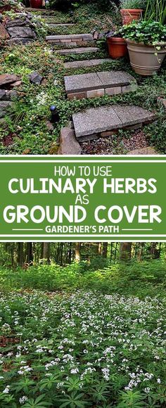 how to use culinary herbs as a ground cover for your garden's path or walkway