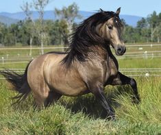 a brown horse running through a lush green field