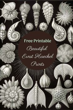 the free printable beautiful seashells coloring pages