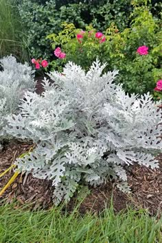 some white and silver plants in the grass