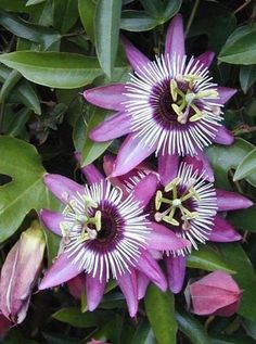 three purple flowers with green leaves in the background