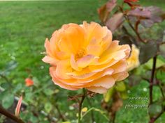 an orange rose is blooming in the garden