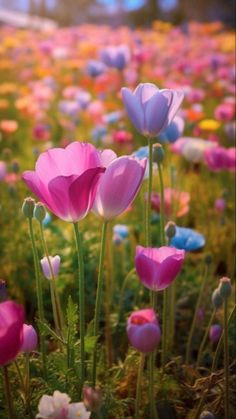 pink and blue flowers are growing in the grass