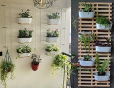 several different types of potted plants are hanging on the wall next to each other