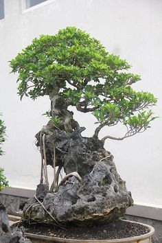 a bonsai tree in a potted planter