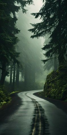 a road in the middle of a forest with trees on both sides and foggy skies above