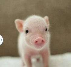 a small pig sitting on top of a white blanket