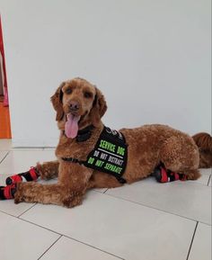 a brown dog laying on top of a tiled floor