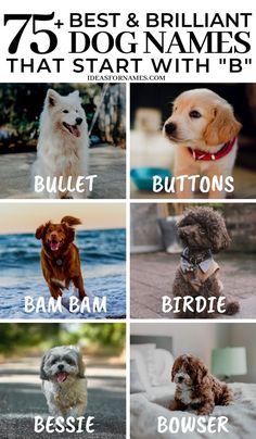 different types of dogs and their names