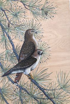 two birds are perched on the branch of a pine tree, one is brown and white