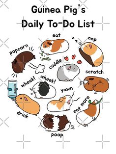 guinea pig's daily to - do list is shown in the center of this graphic