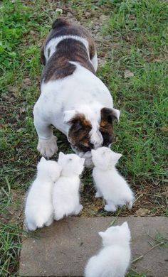 a mother dog and her puppies playing with each other