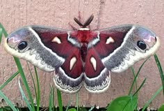 a large moth sitting on top of some green grass next to a wooden wall,