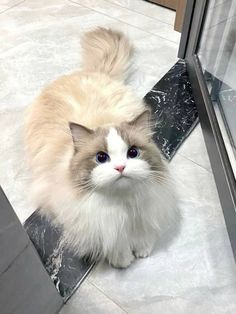 Ragdoll Kittens, Image Chat, Cute Little Kittens, Afghan Hound, Cute Cats Photos, Brown Cat, Fluffy Cat, Ragdoll Cat