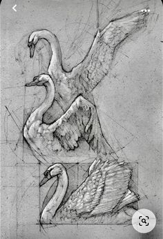 two swans sitting next to each other on top of a piece of paper with graphing