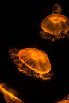 jellyfish swimming in the water at night