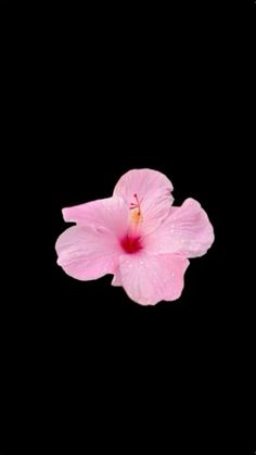 a pink flower with water droplets on it's petals in front of a black background