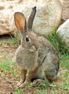 a rabbit sitting in the grass with its ears up and eyes wide open, next to some rocks