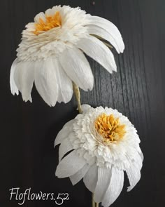 two white flowers with yellow centers on a black background