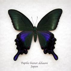 a purple and green butterfly with the words papilio bianor delhani japan