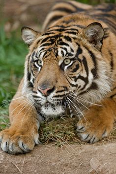 a large tiger laying on top of a grass covered field