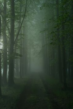 a path in the middle of a forest with fog