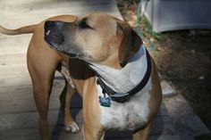 a brown and white dog standing on top of a sidewalk