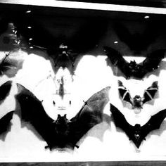 black and white photograph of bats hanging on the wall