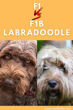 two dogs with the words male and female labradoodle