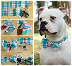 there is a dog wearing a bow tie and cutting the fabric with scissors in front of it